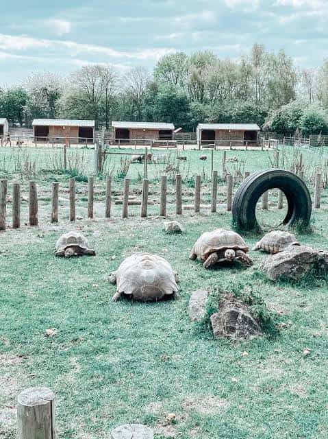 Tortugas gigantes en un recinto al aire libre con cercas de madera y árboles al fondo
