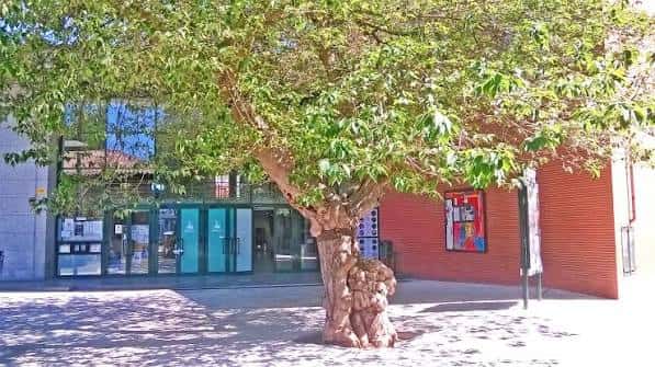 Vista exterior del edificio con árbol frondoso en primer plano y acceso a la cultura