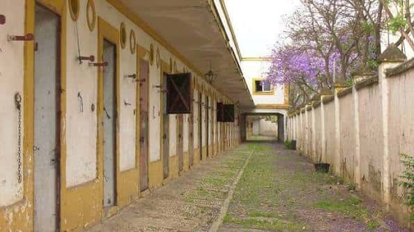 Pasillo interior con puertas de establos y flores de jacaranda en flor