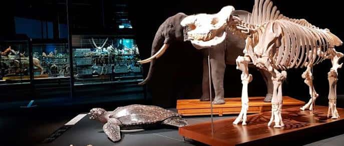 Exposición interior con esqueletos de mamíferos y una tortuga marina en el Museo de Ciencias Naturales