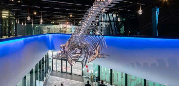 Interior del museo con esqueleto de ballena suspendido y pasarela iluminada en azul