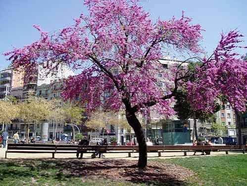 Árbol de flores rosadas en primer plano con bancos y gente descansando