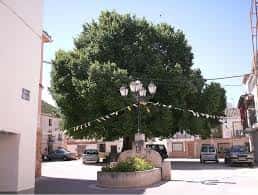 Árbol centenario en plaza de San Bartolomé con farolas decorativas y vehículos estacionados