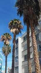 Vista de la calle Columbrete con palmeras y edificios residenciales bajo un cielo azul