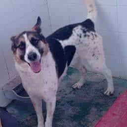 Perro en el interior del albergue canino
