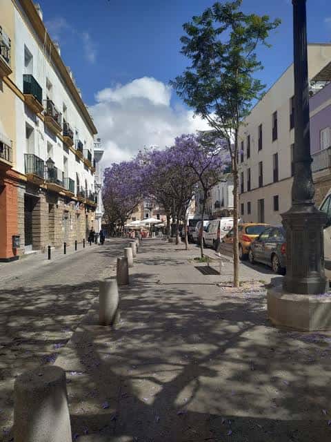 Calle arbolada de la plaza con jacarandas en flor y edificios tradicionales