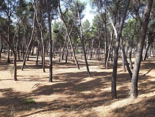 Vista aérea del bosque de pinos con senderos y zonas de descanso