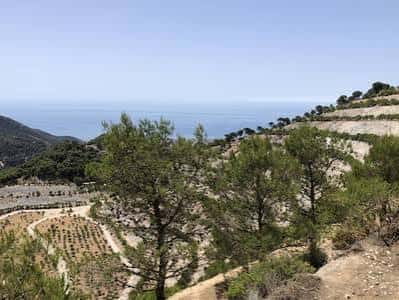 Paisaje de la zona de la cantera con pinos y vista al mar desde una elevación