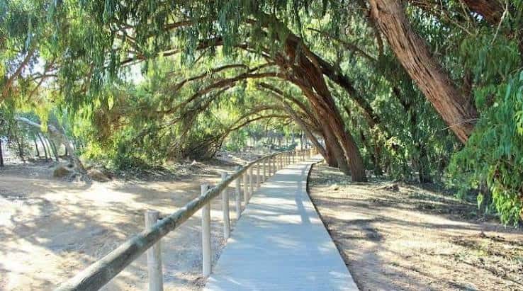 Sendero arbolado con pasarela de madera entre eucaliptos