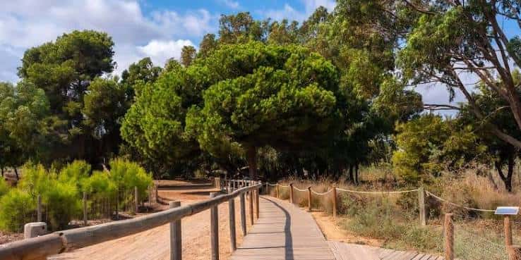Pasarela elevada rodeada de pinos y vegetación mediterránea