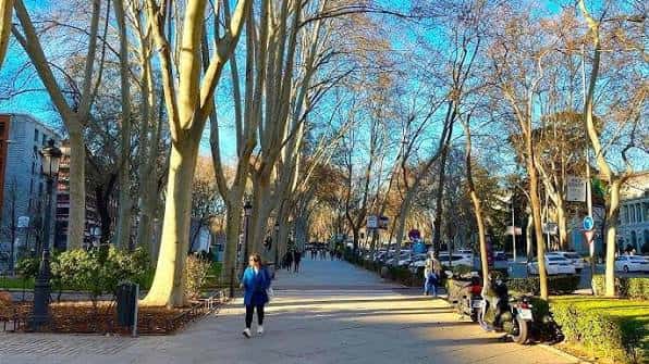 Paseo arbolado con árboles de troncos claros y sendero peatonal bajo cielo azul
