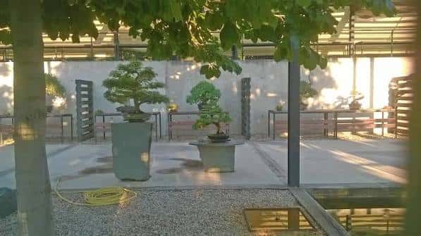 Exterior del Museo del Bonsái con ejemplares en macetas bajo estructura metálica