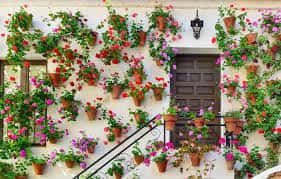 Fachada de patio cordobés con macetas colgantes y flores coloridas