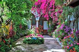 Sendero empedrado rodeado de buganvillas rosas y plantas tropicales