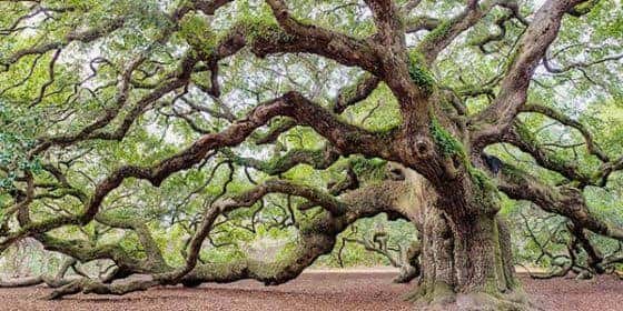 Árbol de roble vivo con ramas extendidas y follaje denso en un entorno natural