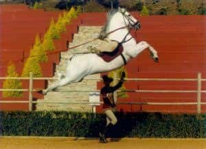 Escena de doma clásica o exhibición ecuestre con caballo blanco saltando