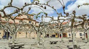 Vista panorámica de la Plaza de Viriato con árboles podados y bancos en primer plano