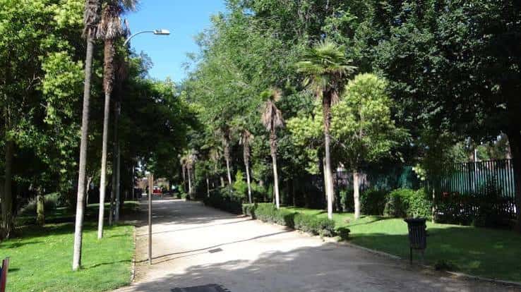 Paseo con palmeras y vegetación densa