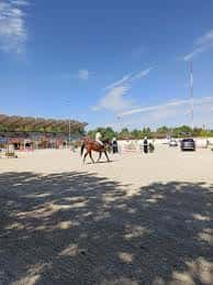 Escena ecuestre en la arena del hipódromo con caballos y jinete