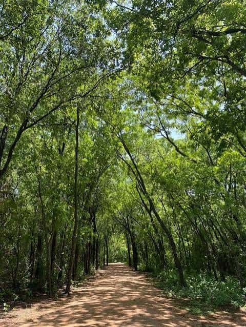 Sendero arbolado con luz natural filtrándose entre las hojas