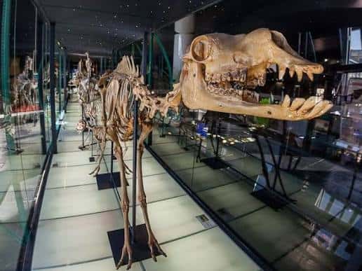 Interior del museo mostrando el esqueleto de un dinosaurio