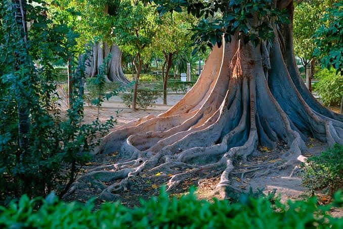 Árboles con raíces expuestas en los Jardines de Murillo
