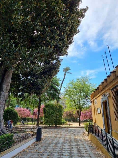 Paseo arbolado con flores rosas y cielo azul