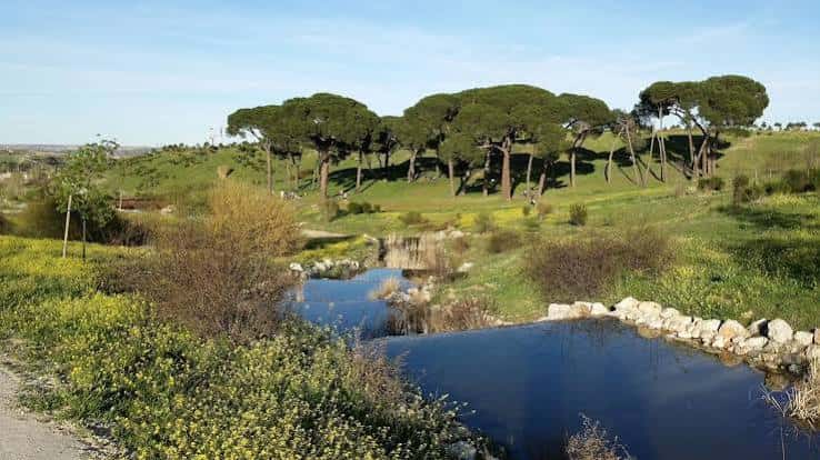 Zona verde con pinos y pequeño estanque bajo cielo despejado