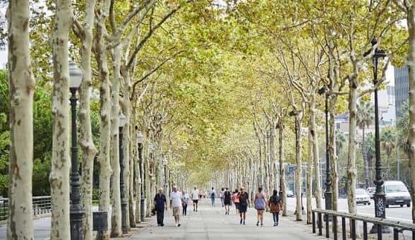 Paseo arbolado en la Avenida Diagonal con personas caminando bajo un dosel de hojas verdes