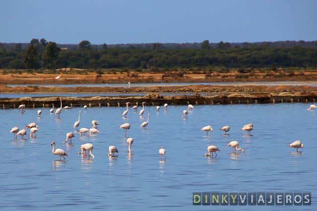 Grupo de flamencos rosa alimentándose en las aguas poco profundas de las marismas