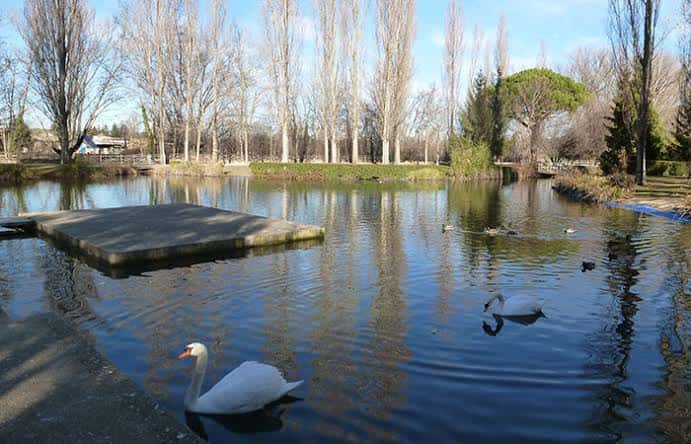 Paisaje invernal del parque con cisnes blancos nadando junto a un muelle de hormigón