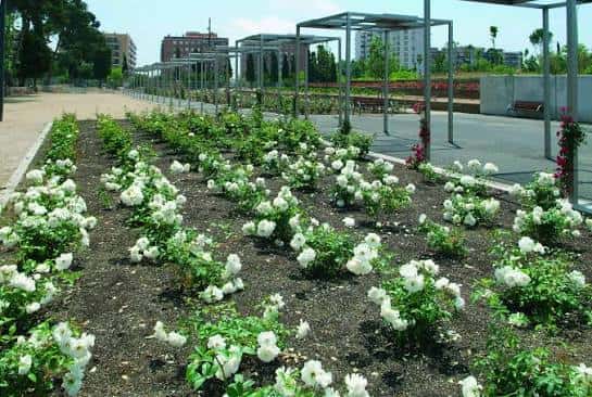 Jardines con rosales blancos y estructuras metálicas en el parque