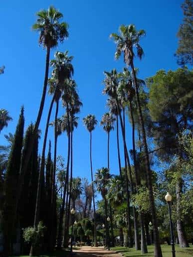 Vista del Parque de Castelar con palmeras altas bajo un cielo azul despejado