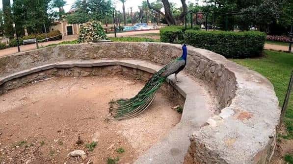 Pavo real posado sobre una estructura circular de piedra dentro del parque