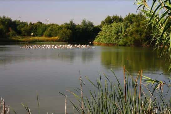 Vista panorámica de la Laguna de Fuente del Rey con aves acuáticas y vegetación ribereña