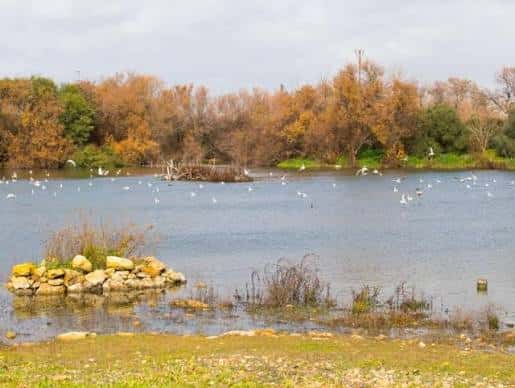 Paisaje natural de la laguna en otoño con bandada de aves sobre el agua