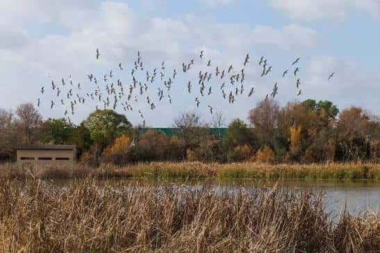 Aves volando sobre la laguna con fondo de árboles y estructura arquitectónica