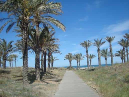 Pasarela de madera entre palmeras hacia la playa
