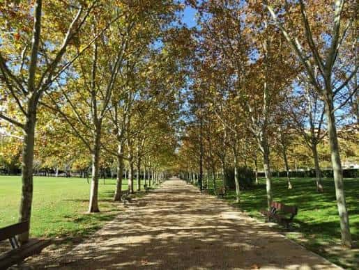 Sendero arbolado con bancos a los lados en ambiente tranquilo