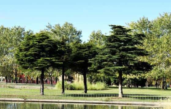 Árboles frondosos junto al borde de un estanque en el parque