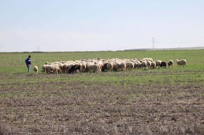 Rebaño de ovejas pastando en un campo abierto de la Cañada Real Galiana