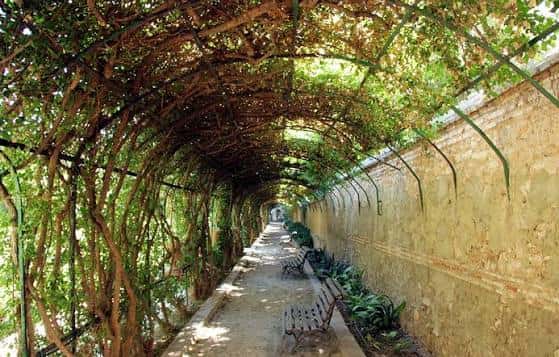 Túnel de enredaderas sobre un sendero con bancos