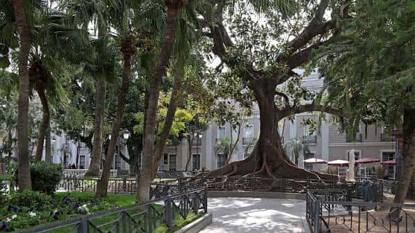 Vista general de la Plaza de Mina con su árbol emblemático y palmeras