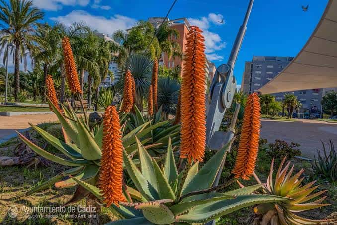 Detalle de plantas suculentas con flores naranjas y escultura metálica