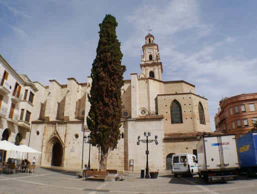 Plaza frontal de la colegiata con árbol emblemático y entorno urbano