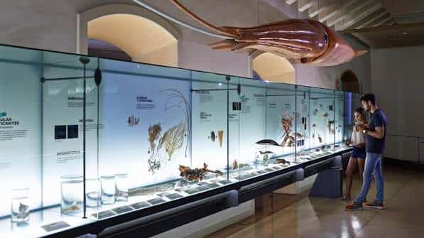 Exposición interior con vitrinas iluminadas y gran modelo de calamar colgante