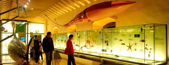 Salón de exhibición con especímenes marinos y visitantes observando las colecciones