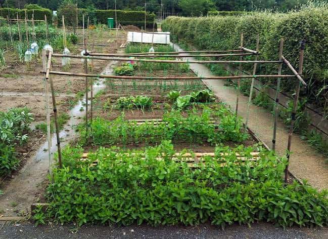 Detalle de una parcela en las huertas comunitarias con vegetación y estructuras de soporte