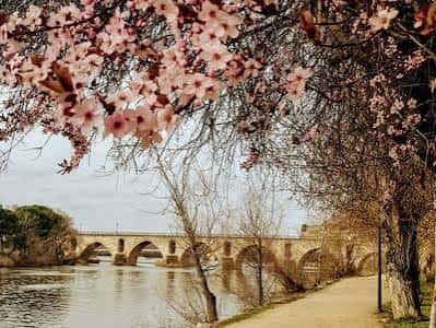 Puente de los Tres Árboles en primavera con flores rosas en primer plano