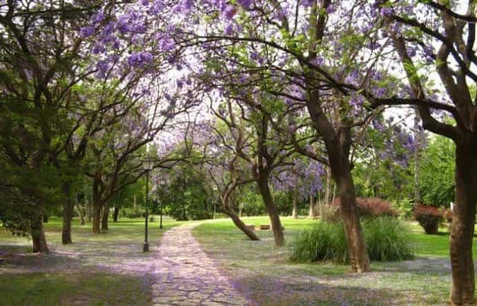 Sendero empedrado bajo árboles de jacarandas en flor